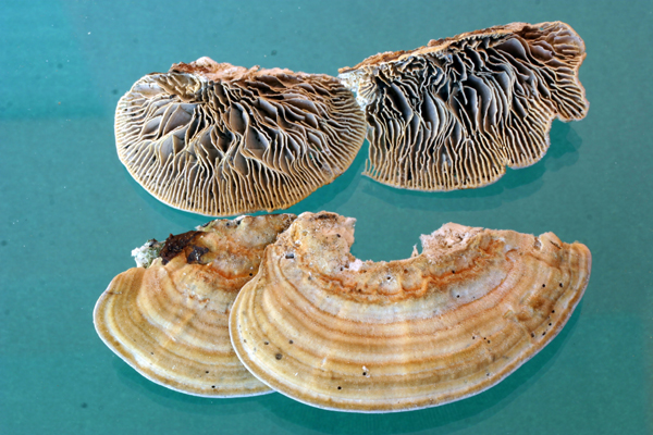 Daedaleopsis tricolor o septentrionalis? (Lenzites betulina)